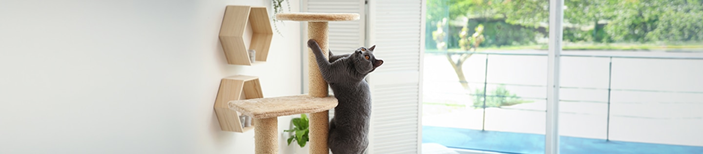 Cat climbing cat tree