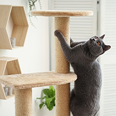 Cat climbing cat tree