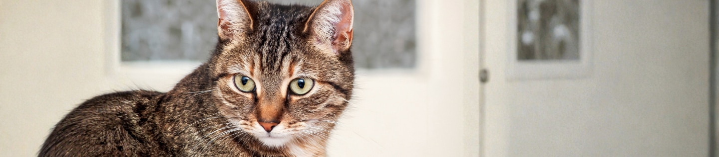 Cat close up with green eyes