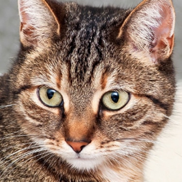 Cat close up with green eyes