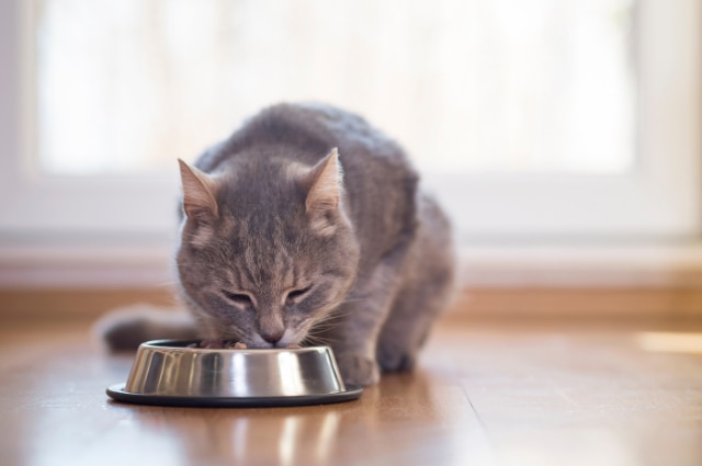 Cat eating from a bowl