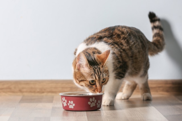 Cat eating from a bowl