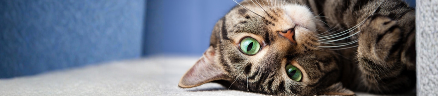 A close-up of a brown tabby cat with bright green eyes lying on its side