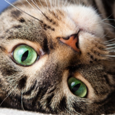 A close-up of a brown tabby cat with bright green eyes lying on its side