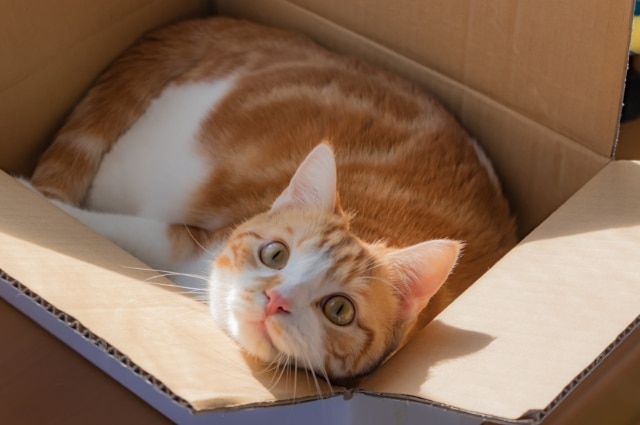 A ginger and white cat curled up comfortably inside a cardboard box.