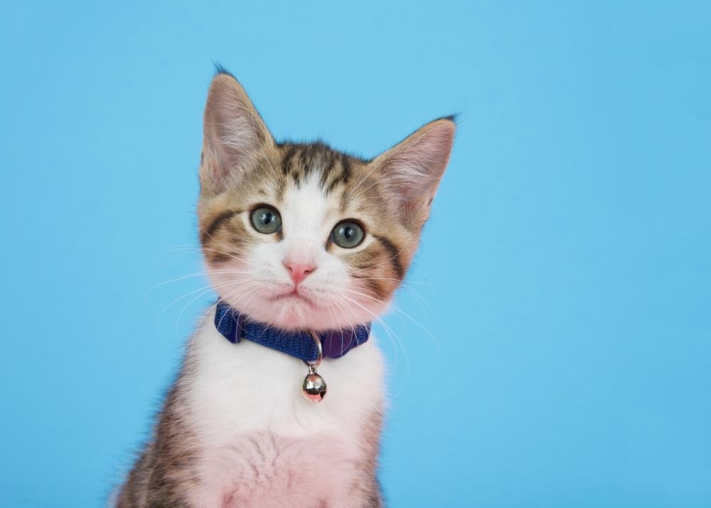 A small kitten with blue collar