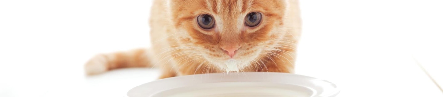 Kitten drinking milk from a bowl.