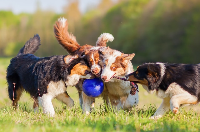 Four dogs playing together in a grassy field with a blue ball and a rope toy during an outdoor playdate