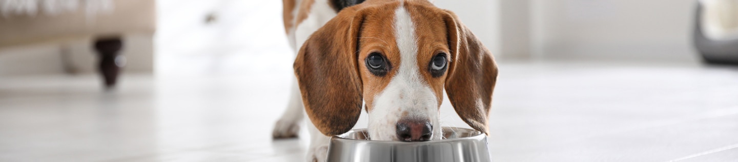 A close-up of a Beagle eating food from a metal bowl while looking up.