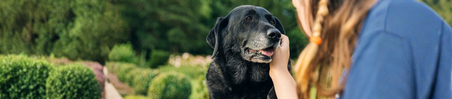 A black Labrador being petted outdoors