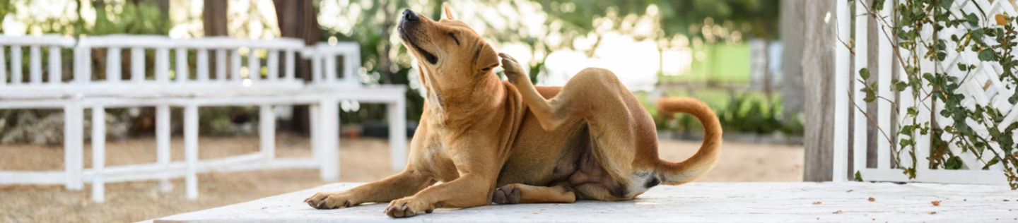 A brown dog lying down outdoors while scratching its ear with its hind leg.