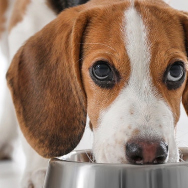 A close-up of a Beagle eating food from a metal bowl while looking up.