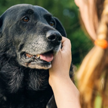 A black Labrador being petted outdoors
