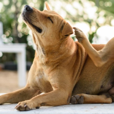 A brown dog lying down outdoors while scratching its ear with its hind leg.