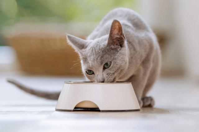 A grey short-haired cat eating food from a white elevated bowl indoors.