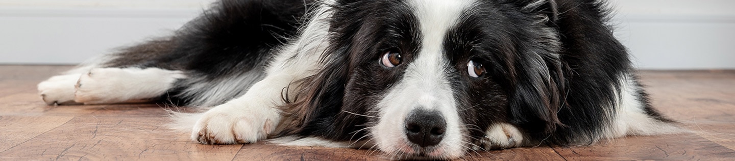 A black and white Border Collie dog lying on a wood floor.