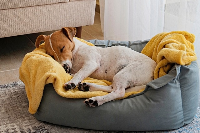 A small white and brown dog sleeping comfortably in a gray dog bed with a yellow blanket.