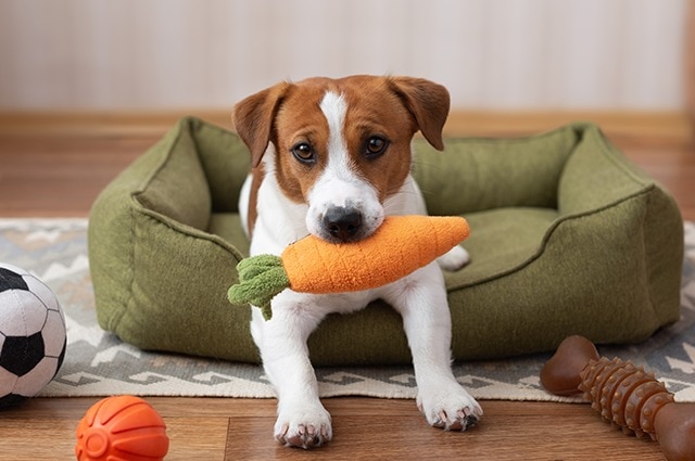 A small white and brown Jack Russell Terrier or mixed-breed dog sleeping soundly in a plush, gray dog bed, partially covered by a bright yellow blanket.