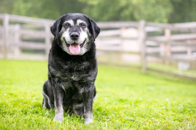 An older black Labrador with a grey muzzle sitting on grass