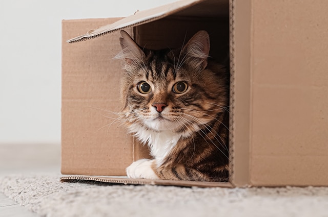 A tabby cat resting inside a cardboard box