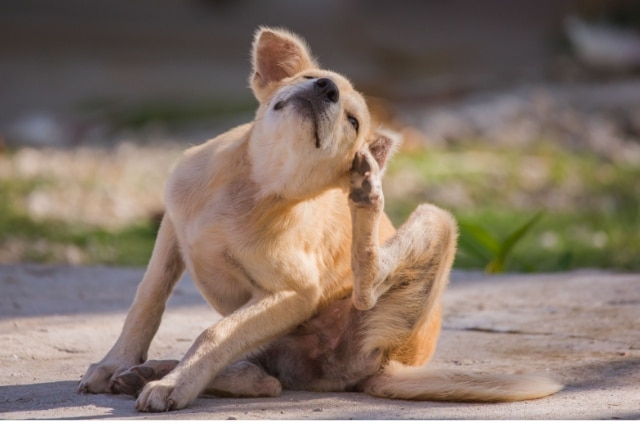 A tan dog sitting outdoors on the ground scratching its neck with a hind paw.