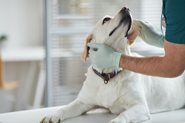 Veterinarian examining a Labrador Retriever's ear at a clinic