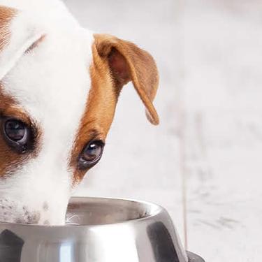 Brown and white puppy eating from silver bowl