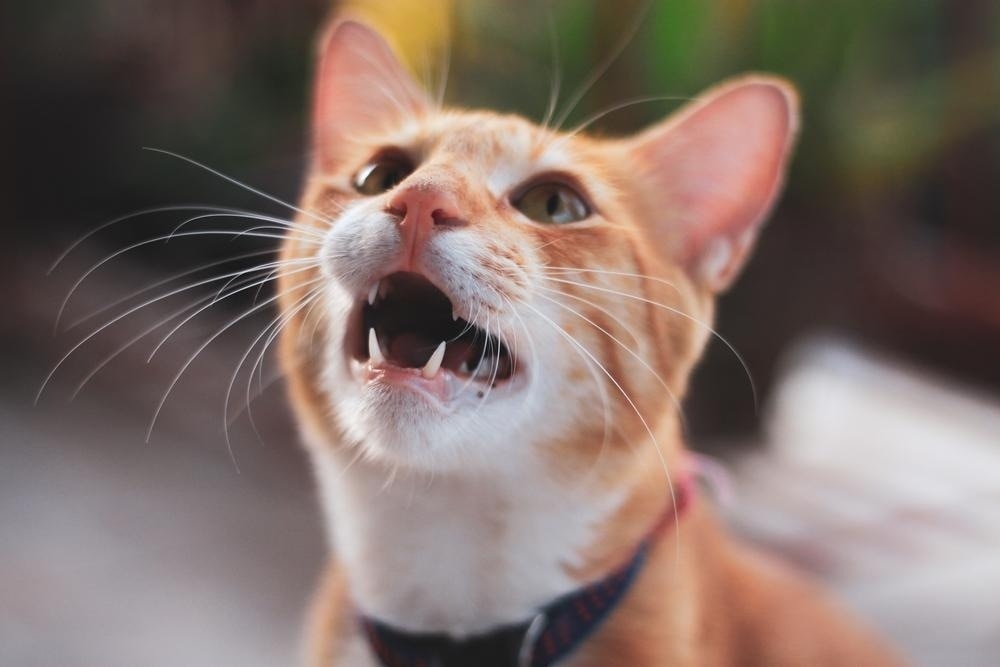 Can cats eat blueberries