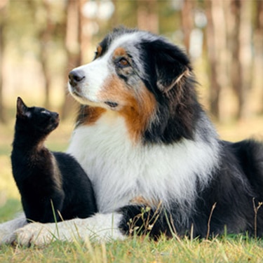 German Shepherd dog on a grass field