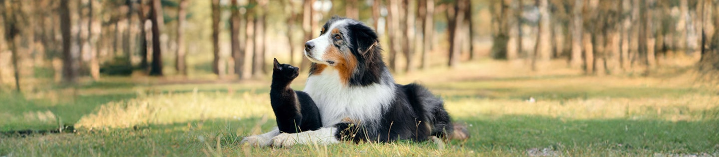 dog and cat enjoying the outdoors