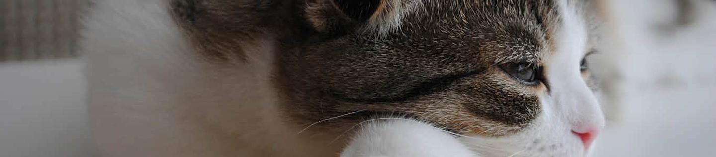Cat resting face on a banana