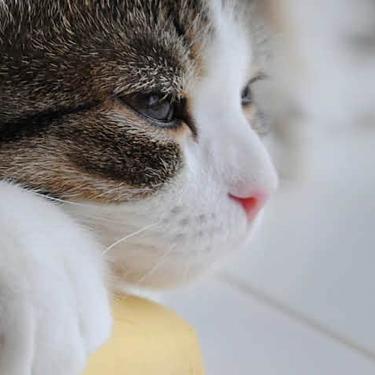 Cat resting face on a banana