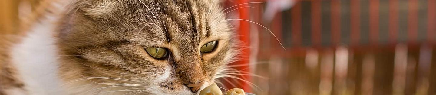 A cat sniffs a green olive inside a transparent jar