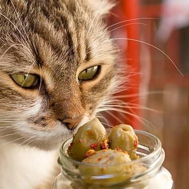 A cat sniffs a green olive inside a transparent jar
