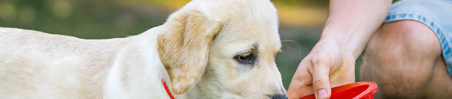 Labrador puppy drinking from red bowl