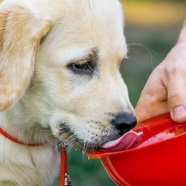 Labrador puppy drinking from red bowl