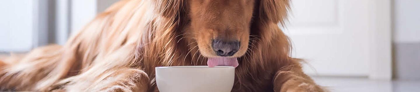 Long haired golden retriever eating out of bowl