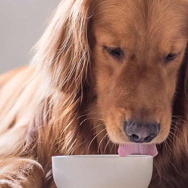 Long haired golden retriever eating out of bowl