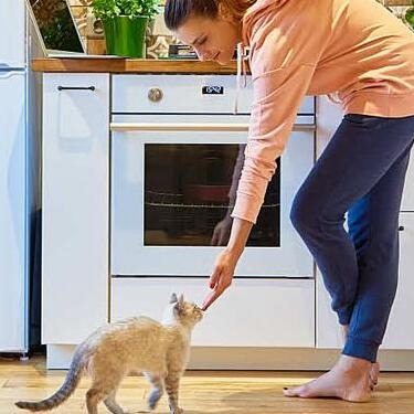 A curious cat licking peanut butter off a spoon in the kitchen with its owner