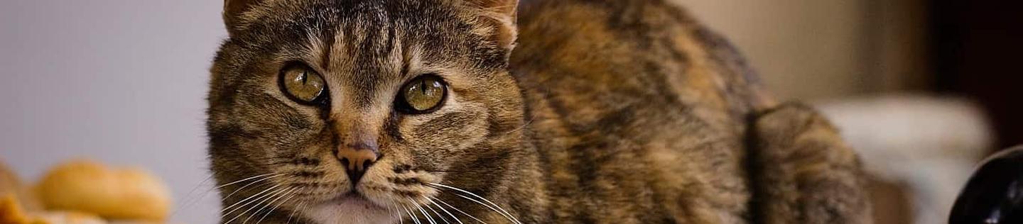 A close-up of a brown tabby cat with bread in the background