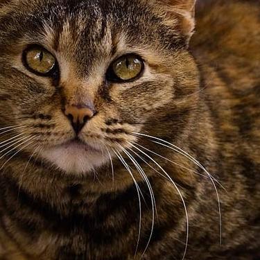 A close-up of a brown tabby cat with bread in the background