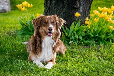 australian shepherd is the 7th trending dog breed in Australia