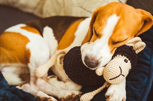 A peaceful Beagle sleeping comfortably on a dog bed while hugging a plush sheep toy