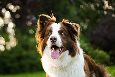 border collie is the 3nd trending dog breed in Australia