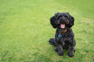 cavoodle is the 1th trending dog breed in Australia