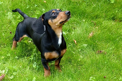 dachshund is the 6th trending dog breed in Australia