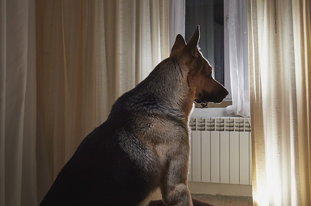 A German Shepherd dog standing inside near curtains and looking out the window at night