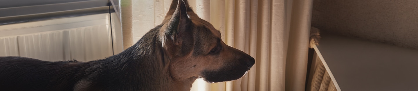 A German Shepherd dog sitting next to window curtains in a dimly lit room