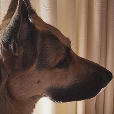 A German Shepherd dog sitting next to window curtains in a dimly lit room