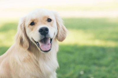 golden retriever is the 5st trending dog breed in Australia